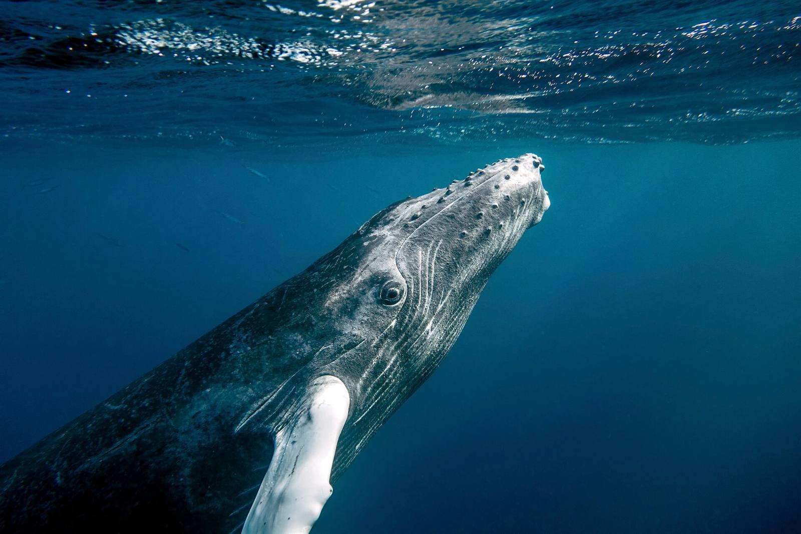 Humpback whales (January–March)